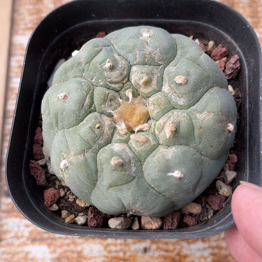 日系大尤鱼一物一拍