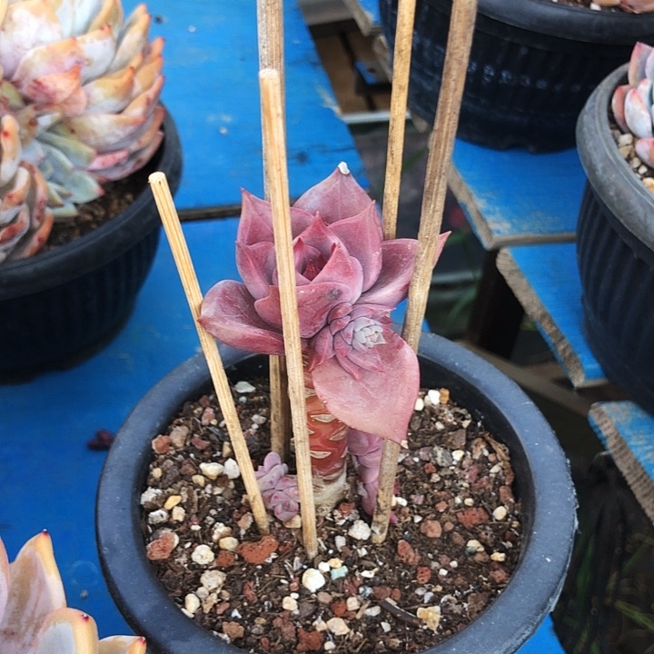红糖卡小桩多肉植物