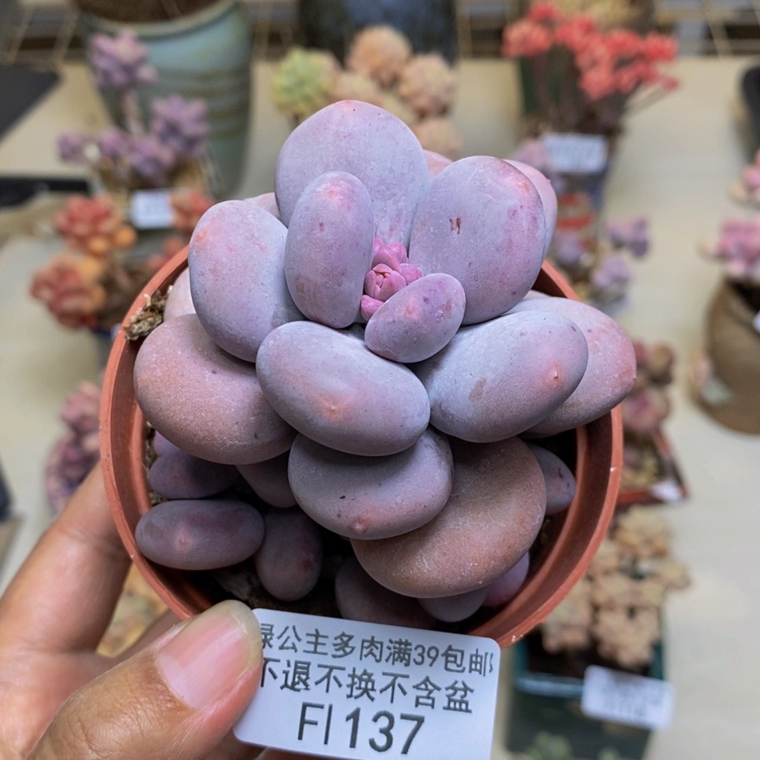 137大叶奶多肉6cm