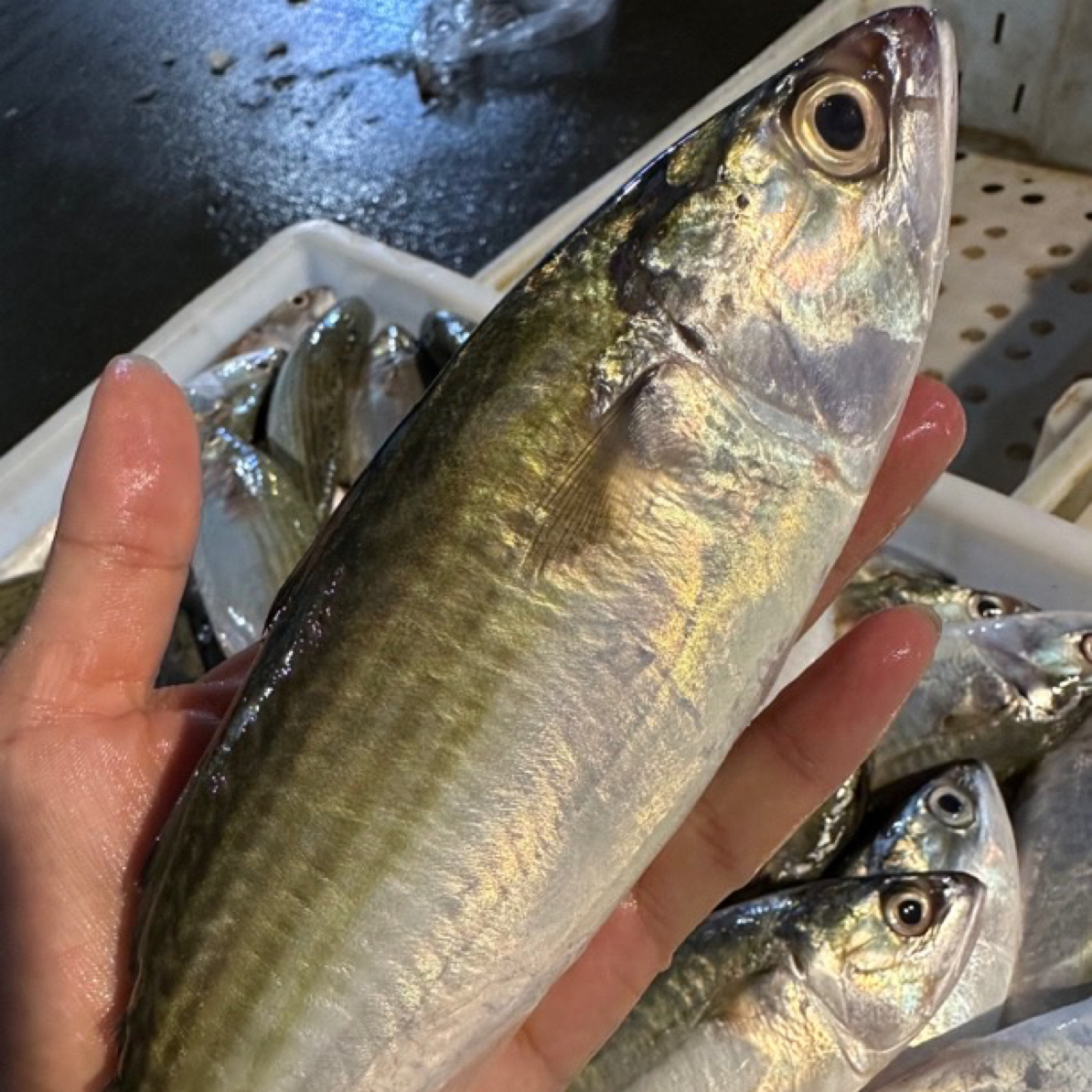 湛江本港白面鱼 （肉嫩，容易漏刺，介意勿拍）