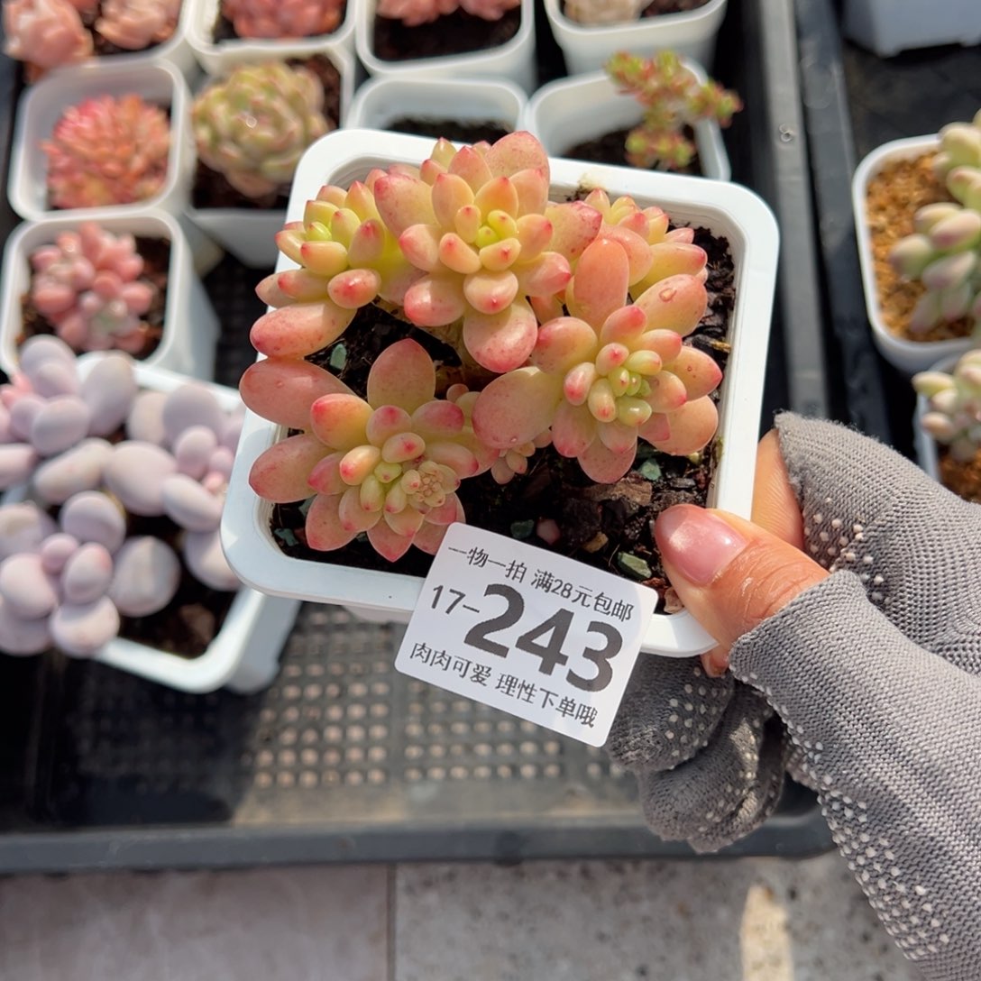 香格里拉多肉多肉