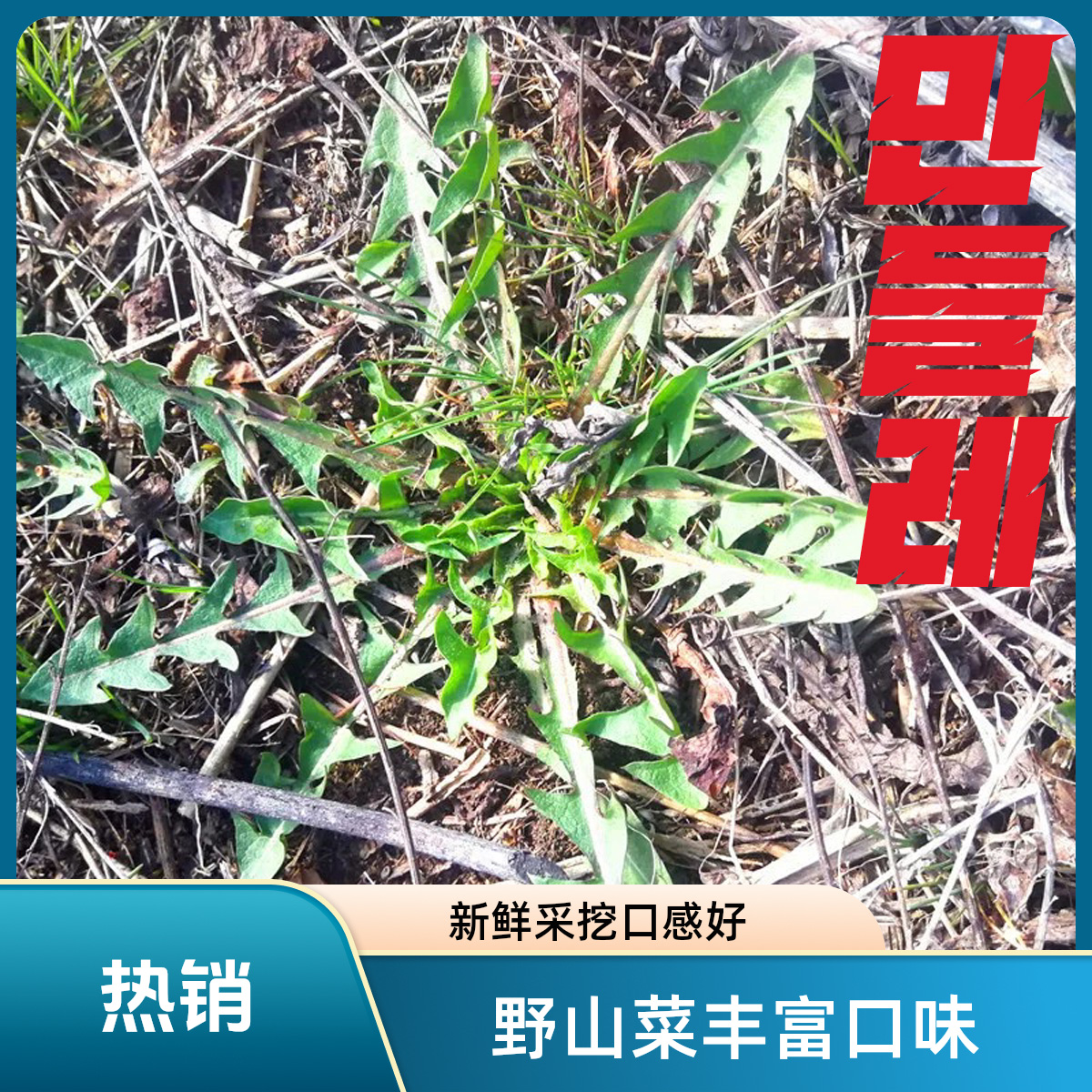 【婆婆丁】野生东北特产新鲜婆婆丁山野菜蒲公英现挖山菜苦菜苦麻子