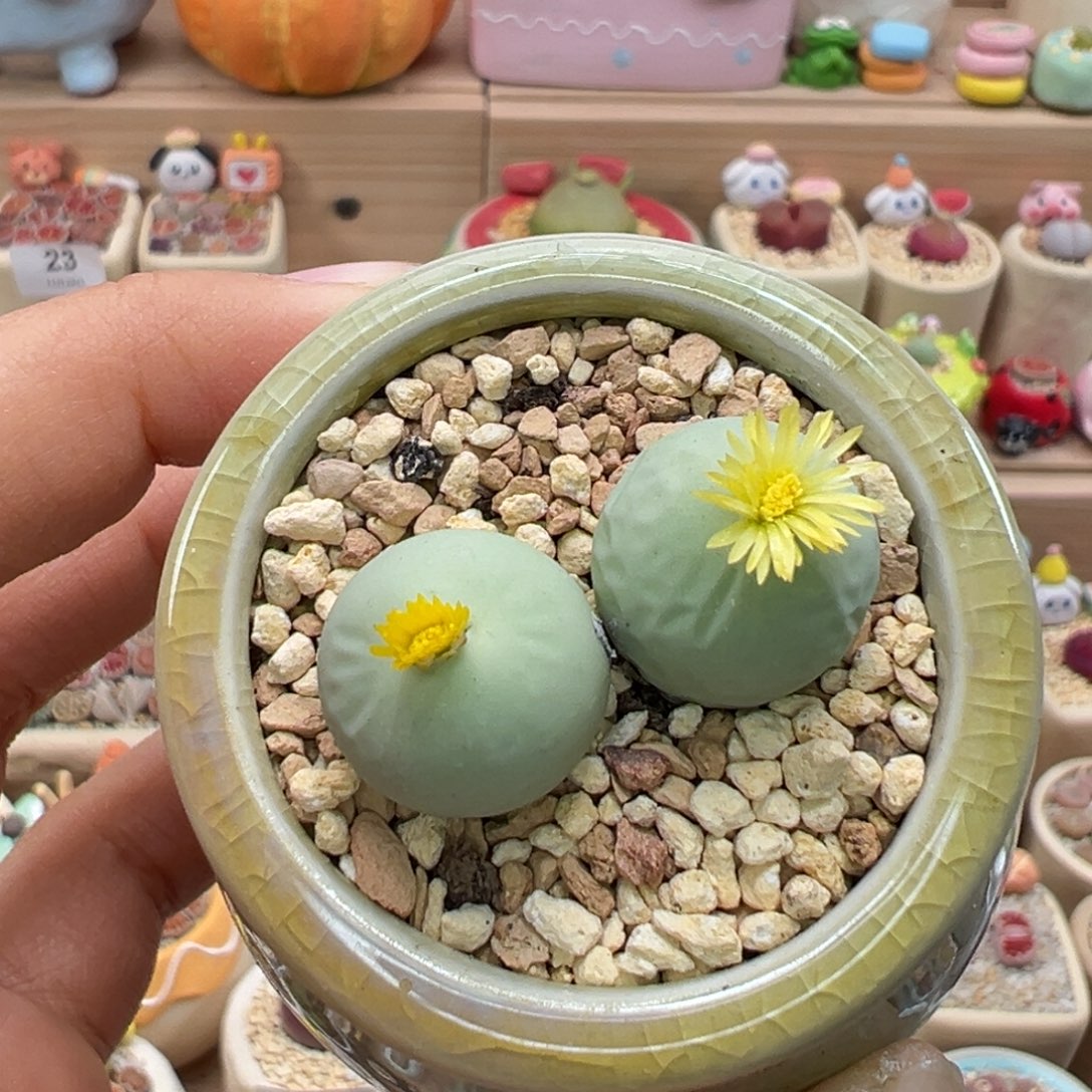 多肉植物118号鸽子蛋