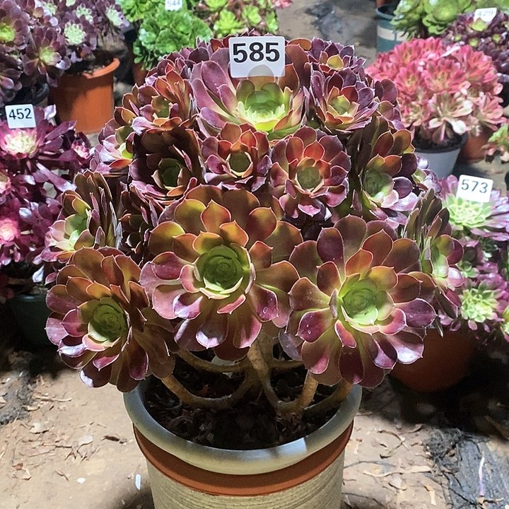 法师植物一物一拍12345678