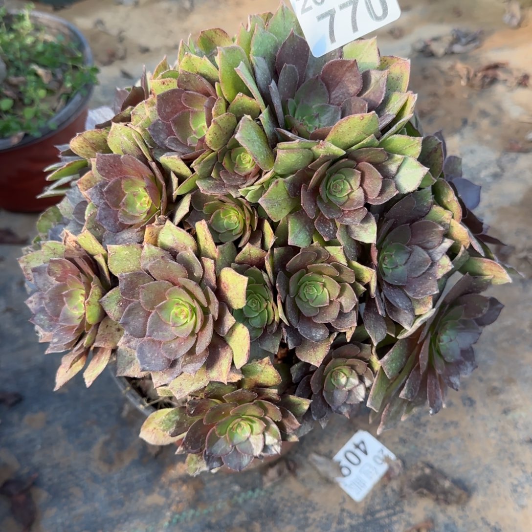 桃花石770满20包邮断枝不包