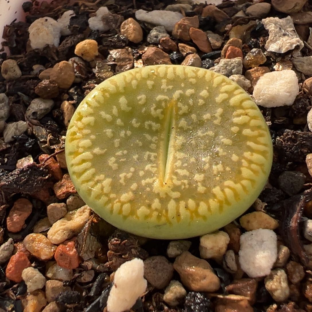 541多肉植物种类多样