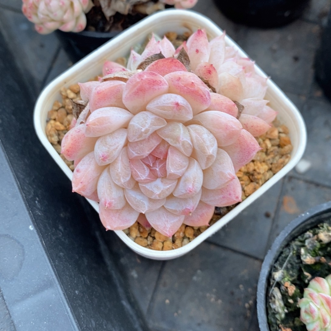 精品多肉一物柏不包整736