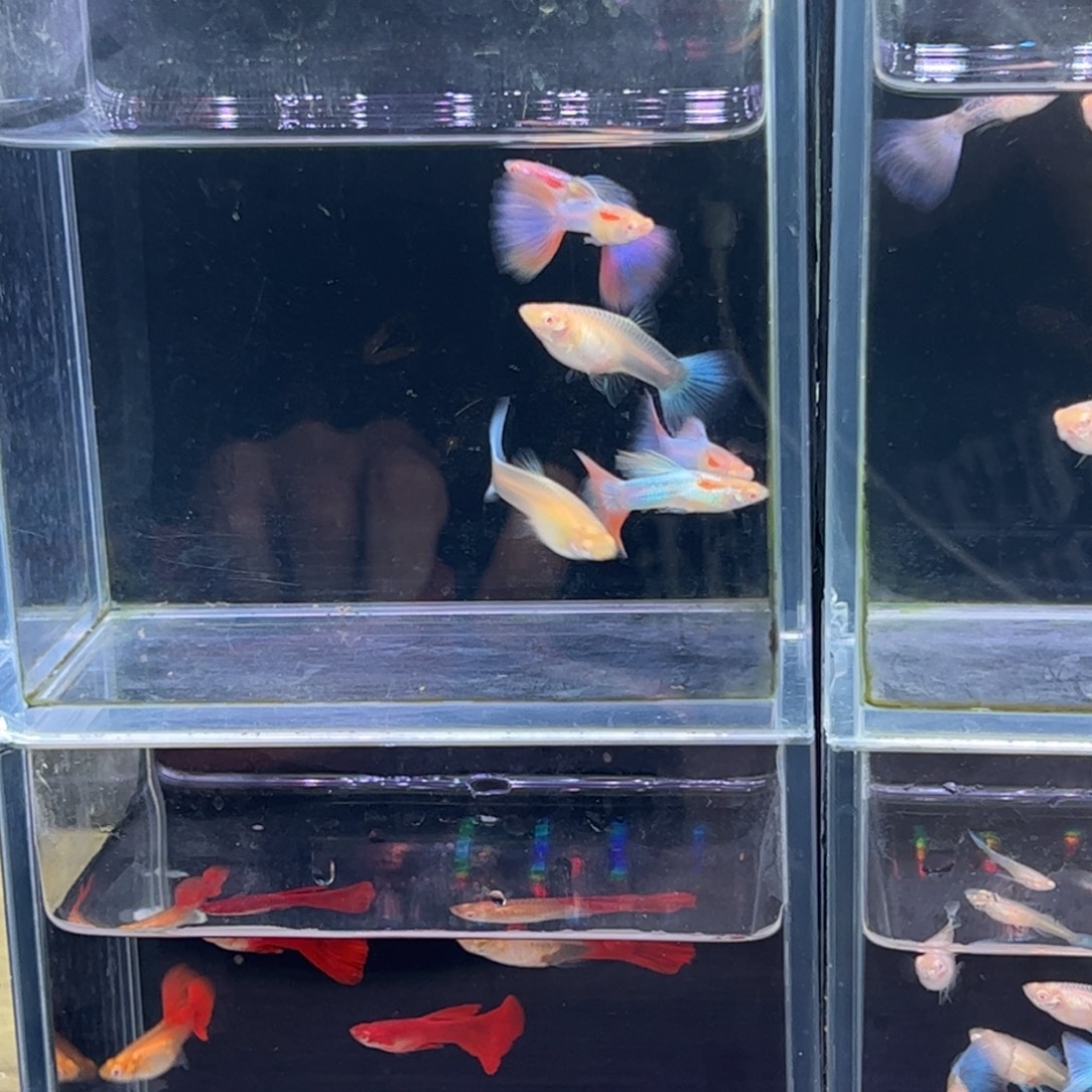 孔雀鱼天使彩虹一对