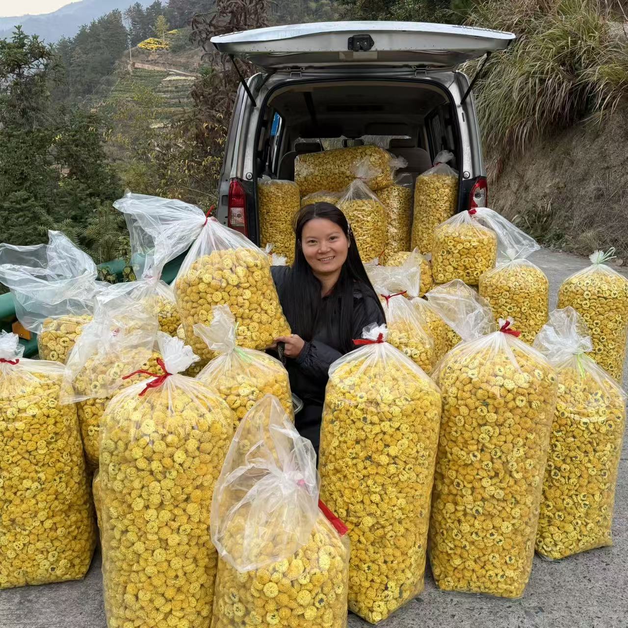 2025新花老爸种的高山皇菊徽州皇菊婺源皇菊一朵一杯