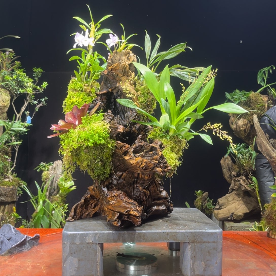 无花朵11111111111