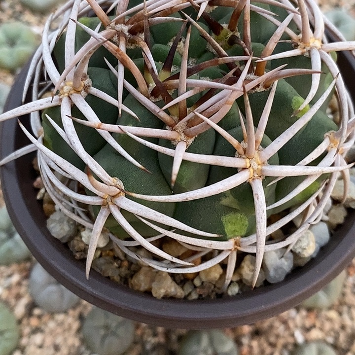 碧岩玉一个仙人球仙人掌