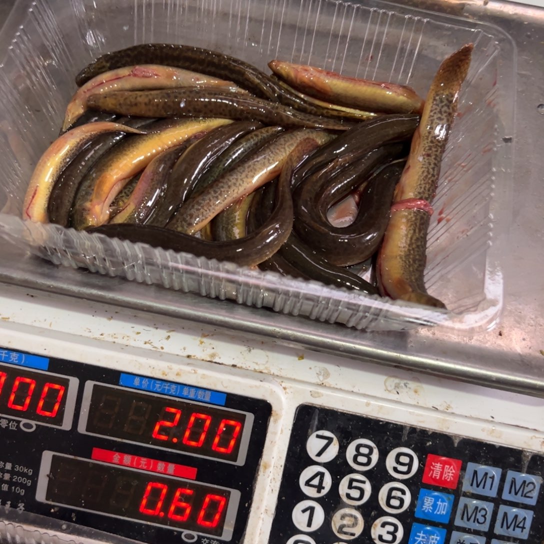 中国大陆野生泥鳅7两
