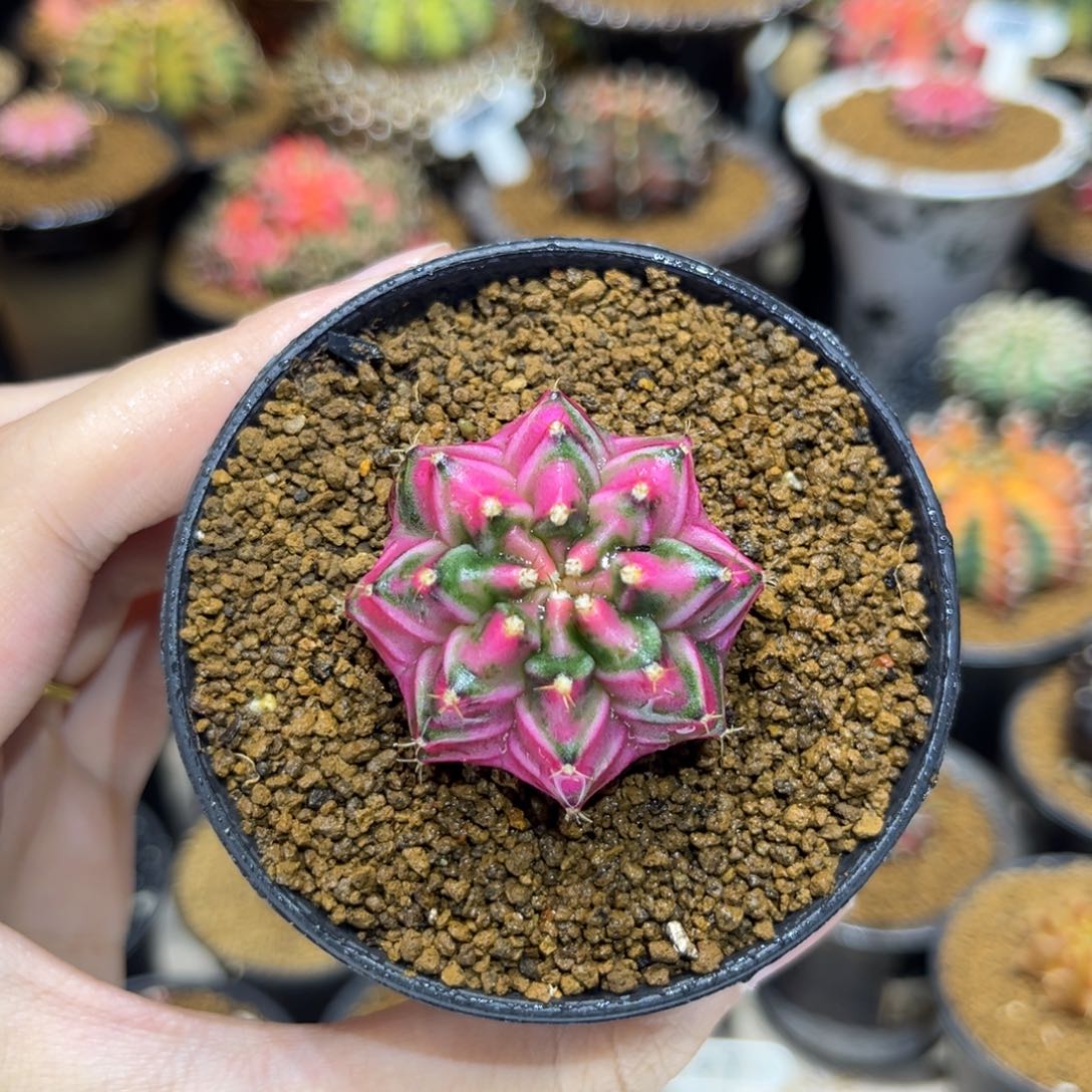 全场满200打8.8折