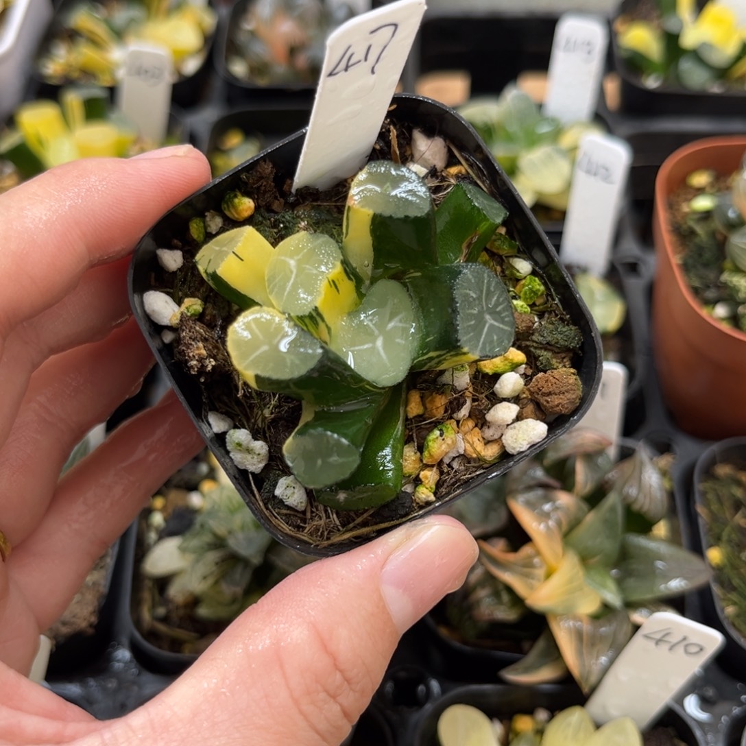 417玉龙万象锦一物一拍