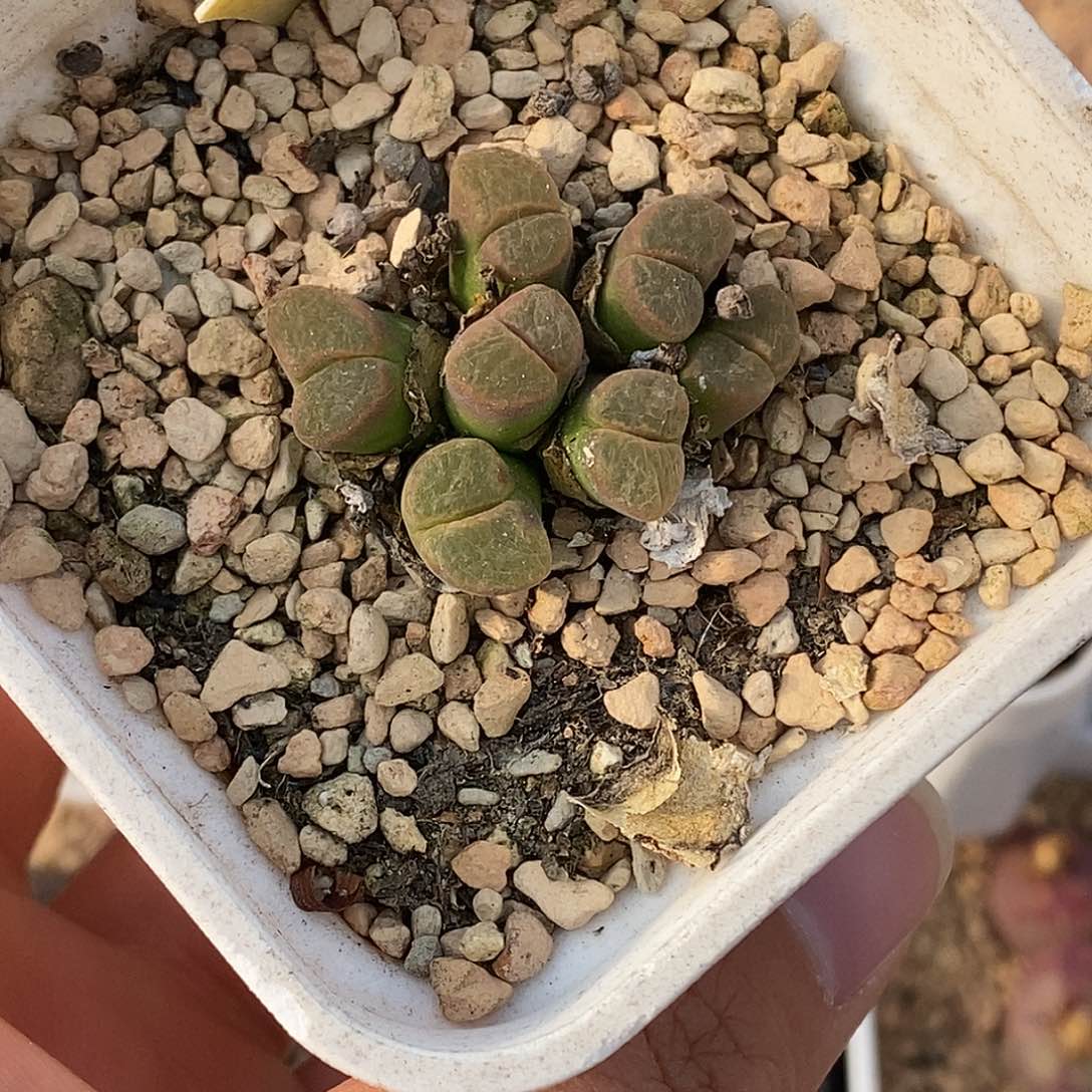 0101-26-糖果88折。    