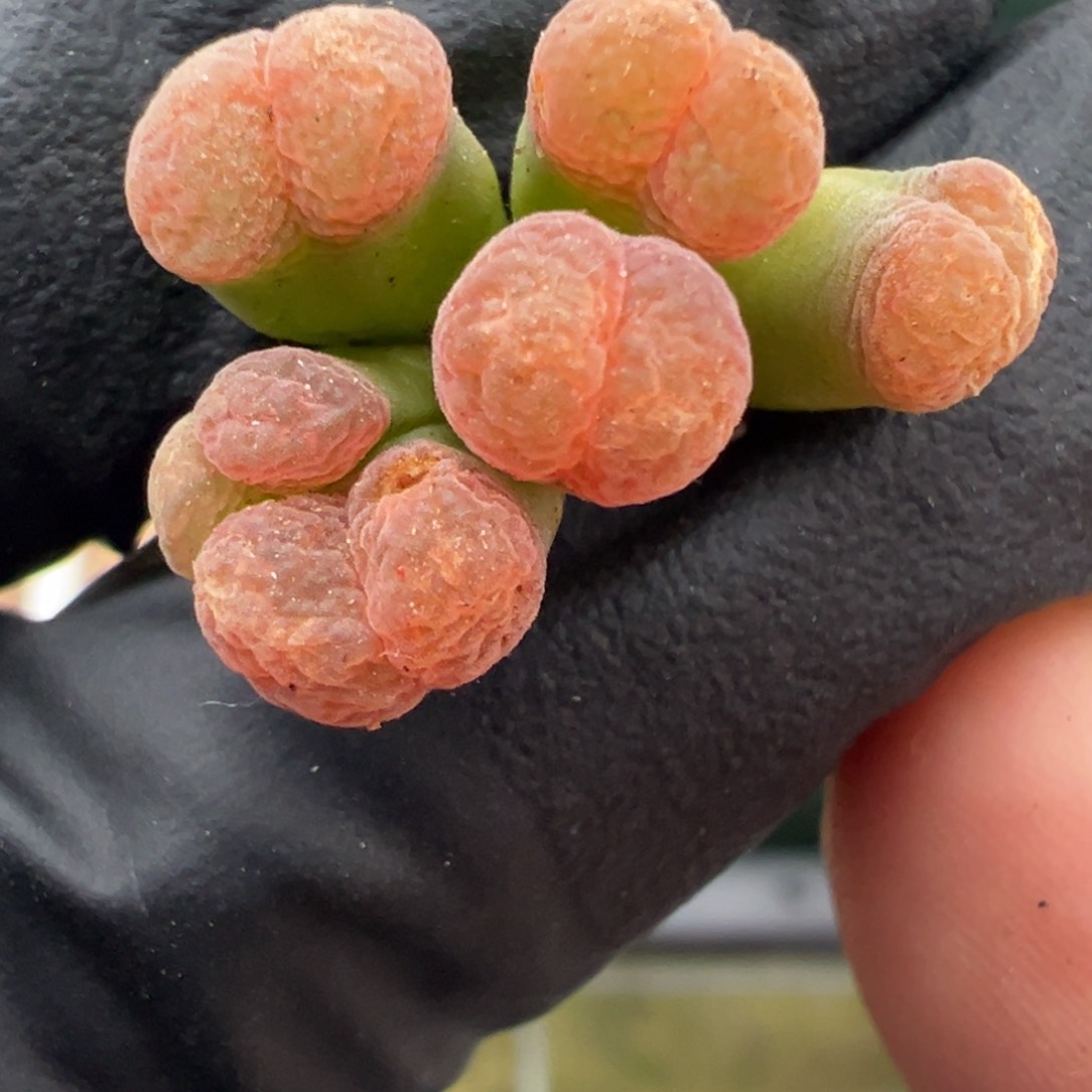 327号c10红风铃。       