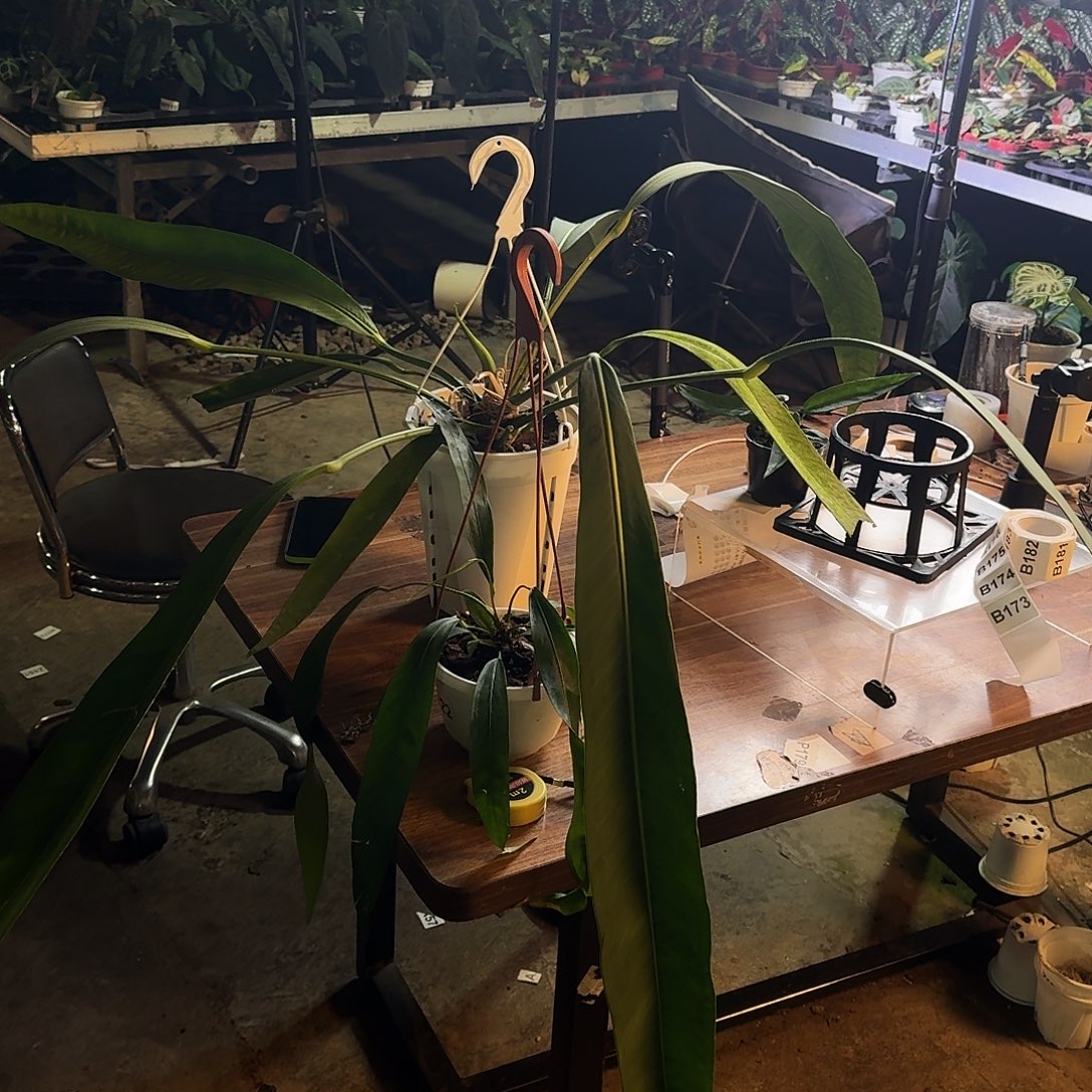 陽***陽不开花植物两颗领带B173B174