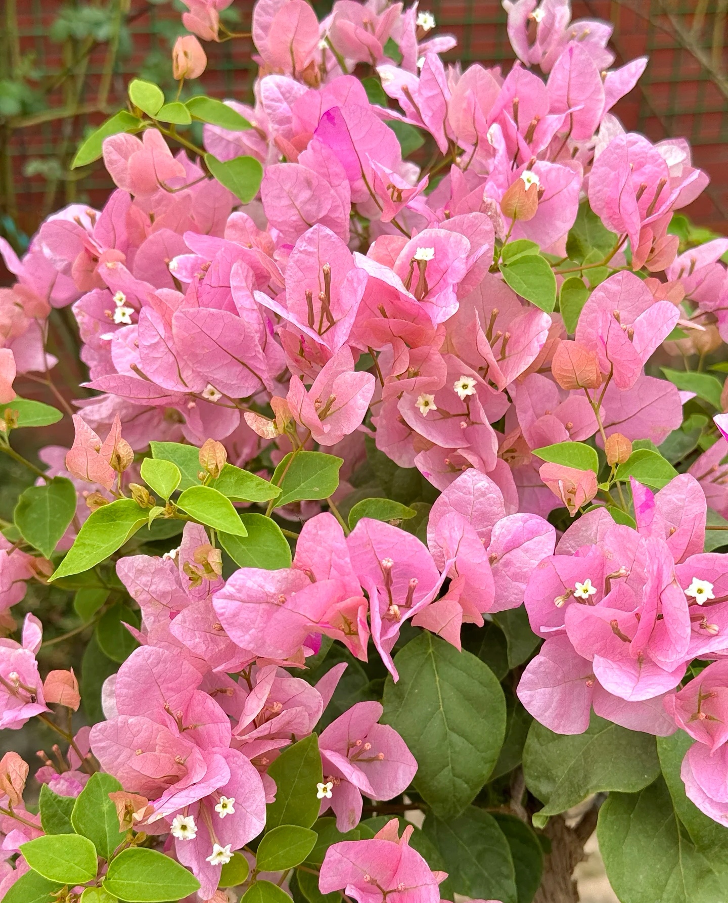 子熙花令【粉樱三角梅】双拼色（已发货不支持植物养花仅退款或拒签）