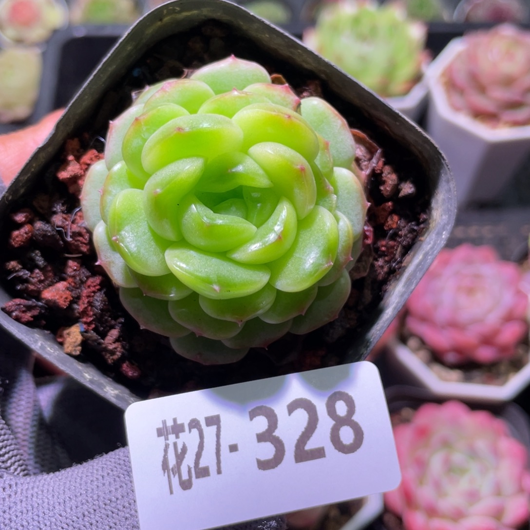 花利美27-328新品