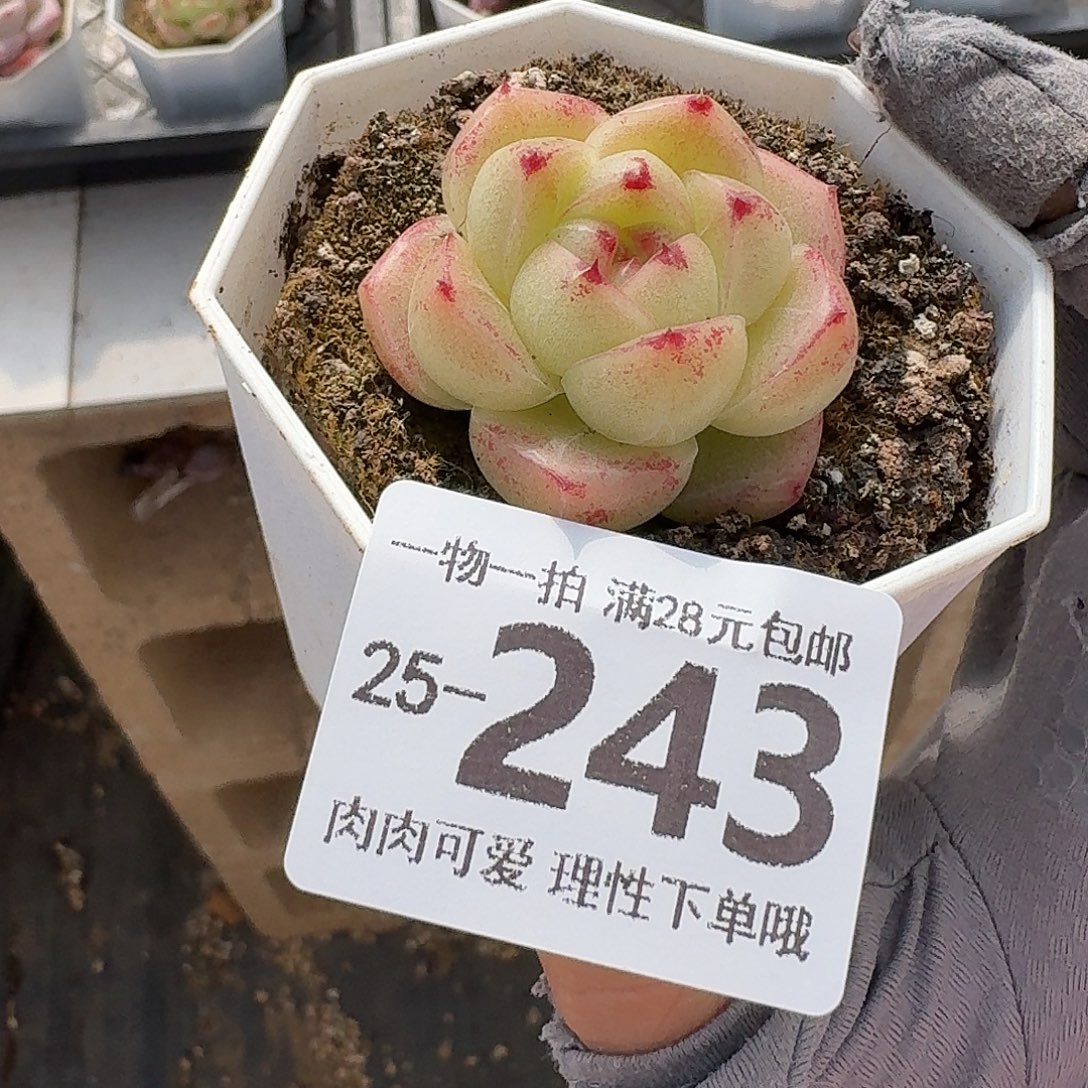 M100无盆土发货无盆