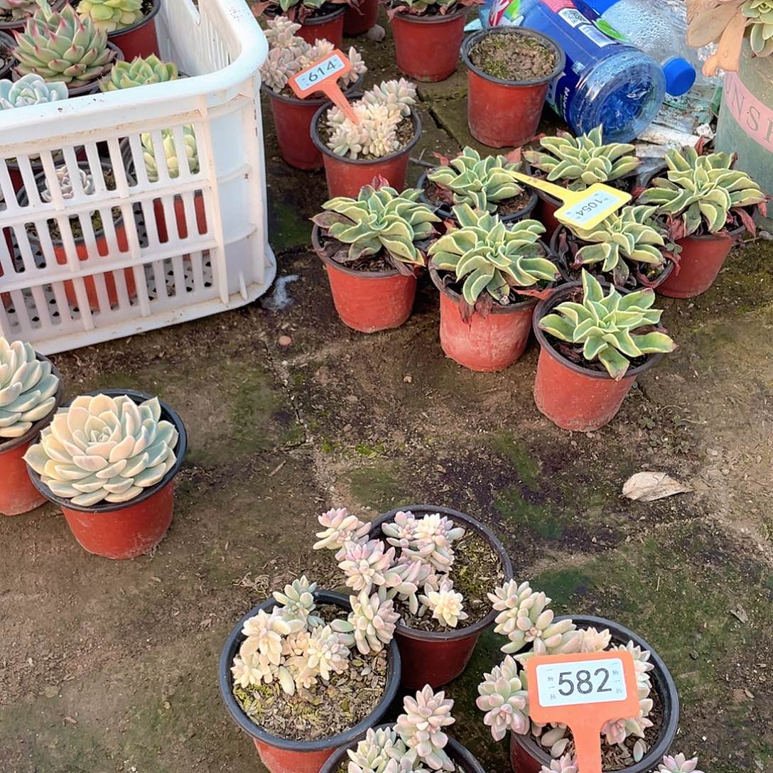 缘***。582号五个一组多肉