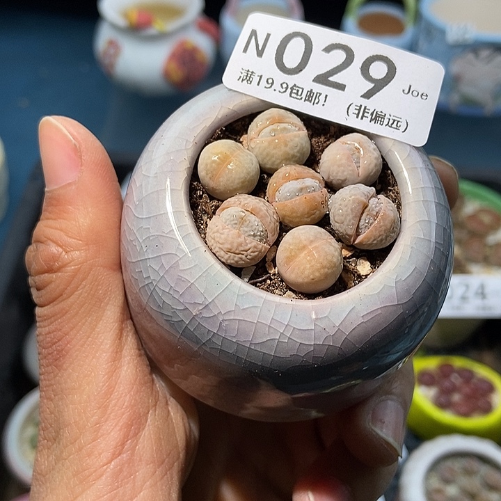 29大舅生石花肉锥