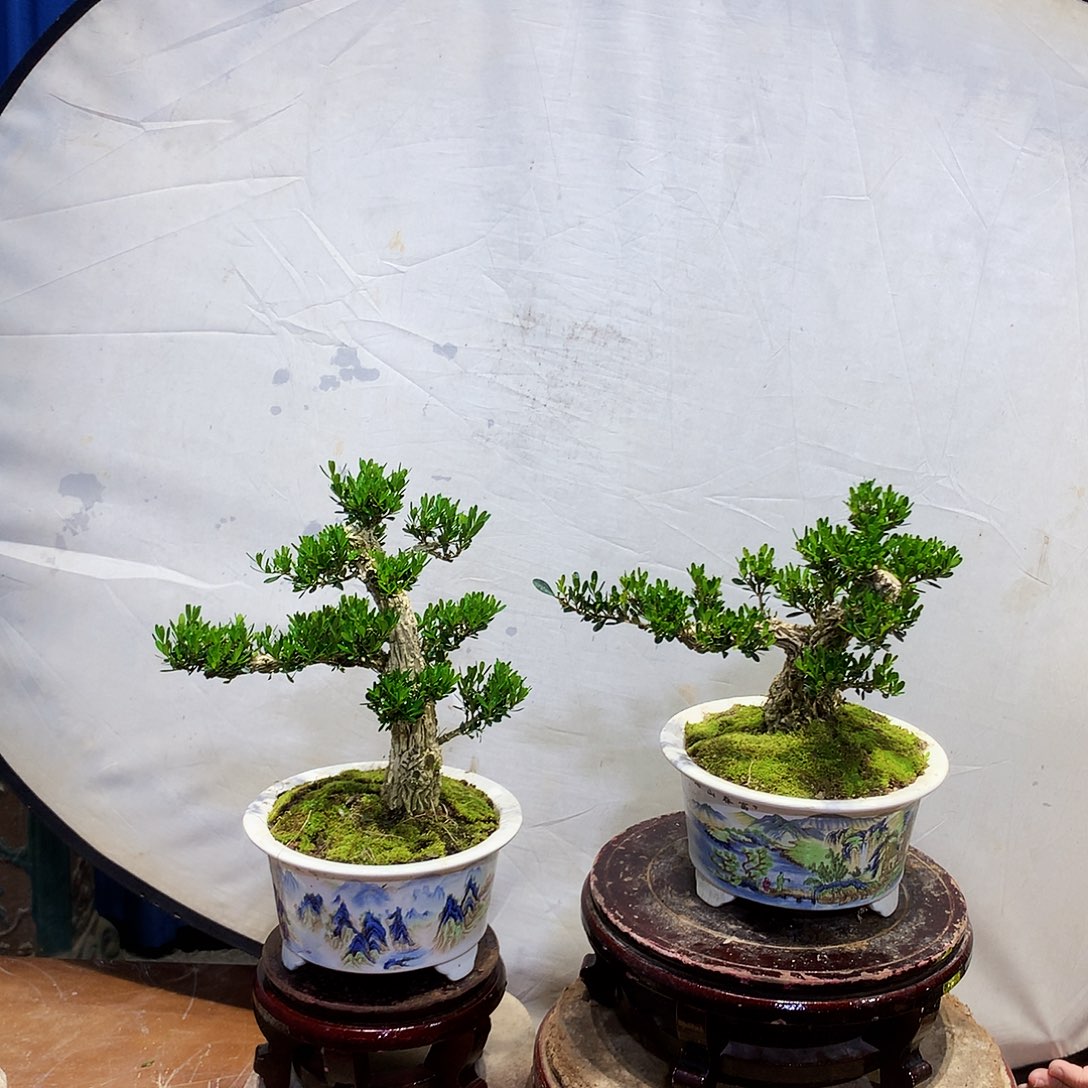 黄杨盆景一物一拍