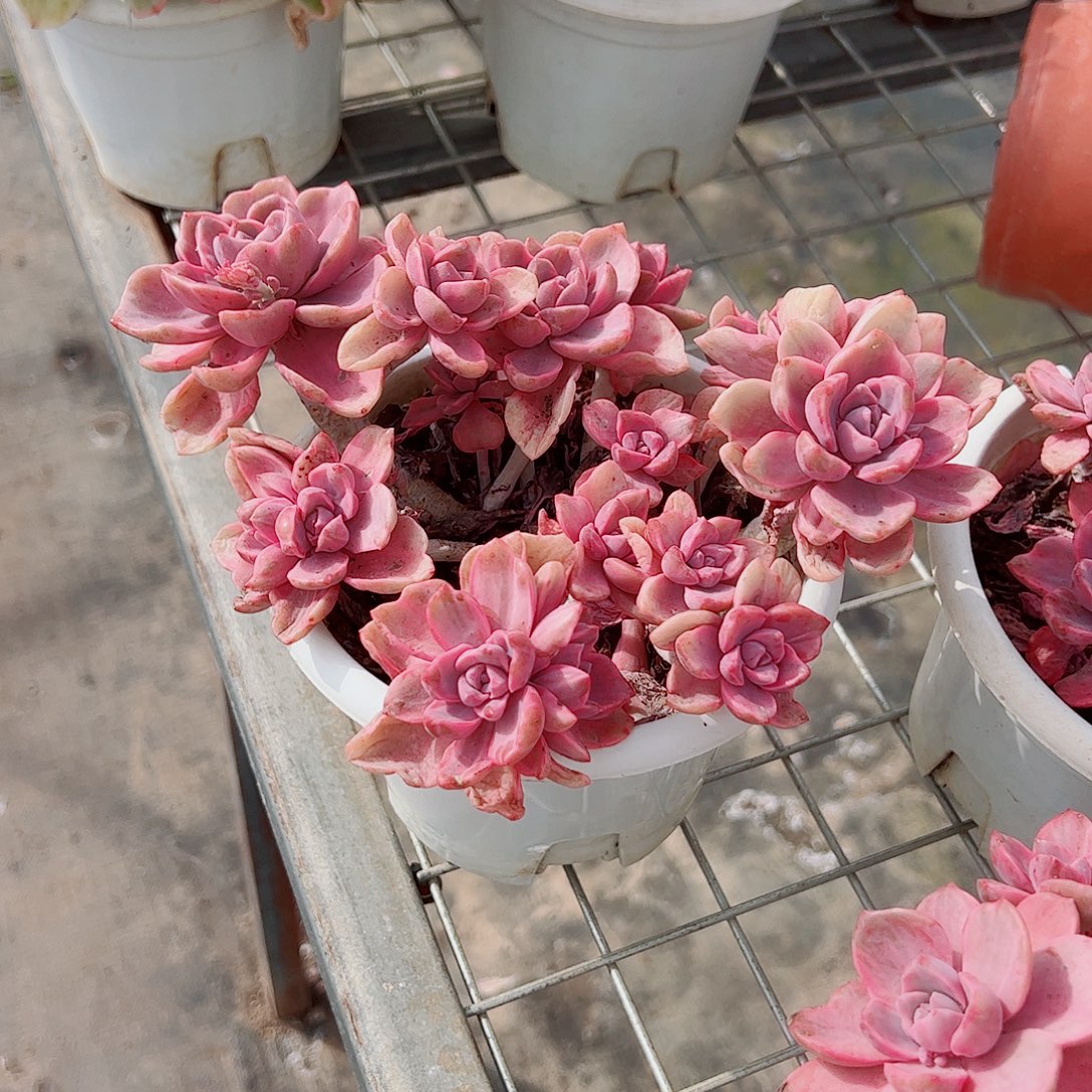 理查德夫人多头造型精品