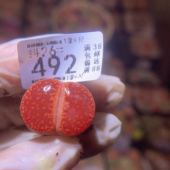 V****?精品生石花26.492