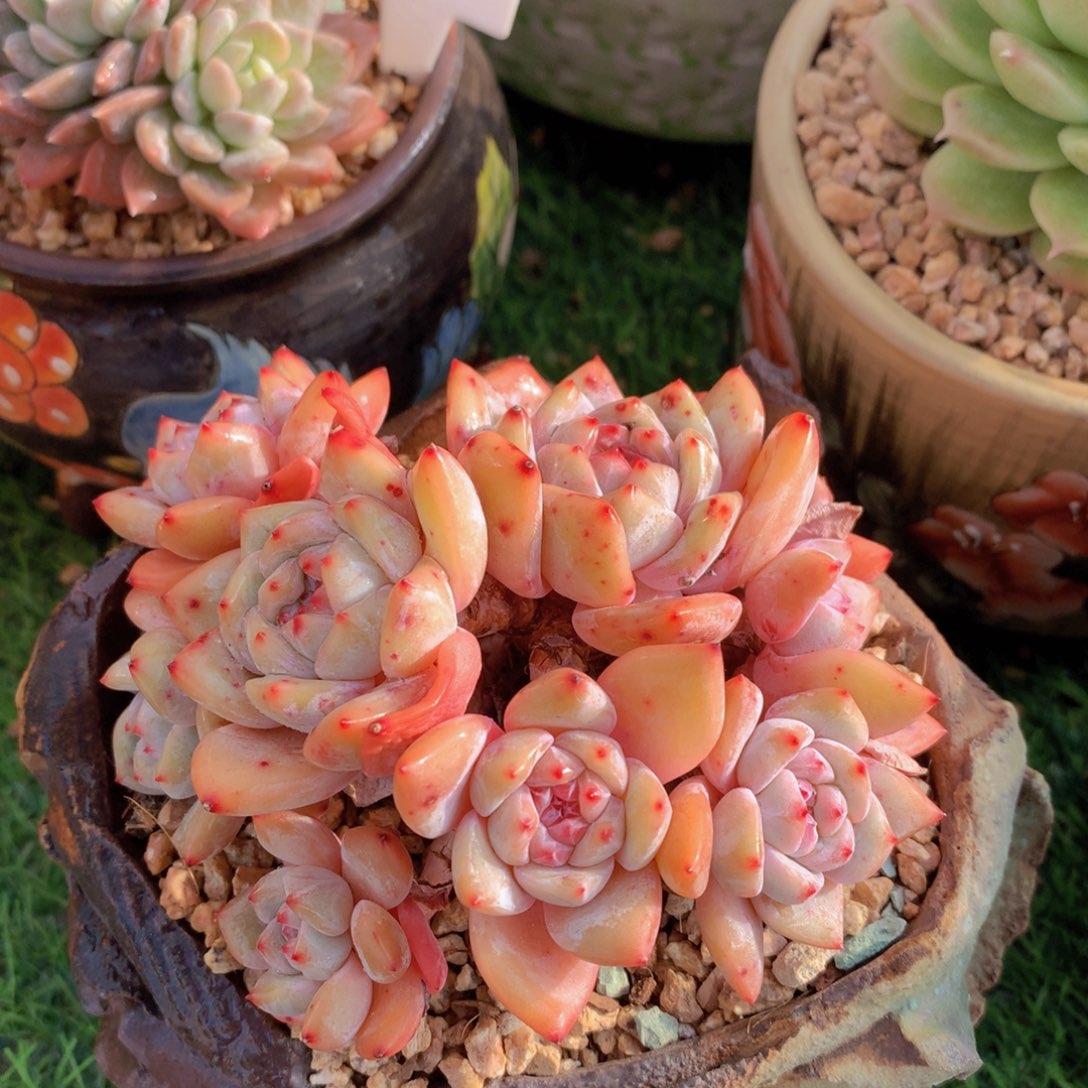 石榴籽13 公分一物一拍