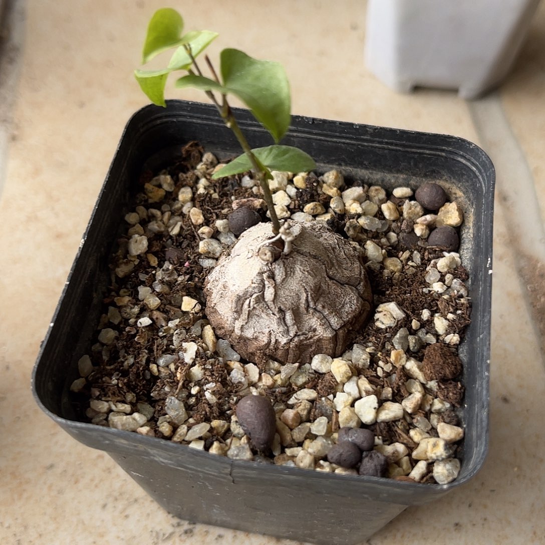 实生南非龟甲龙一物一拍