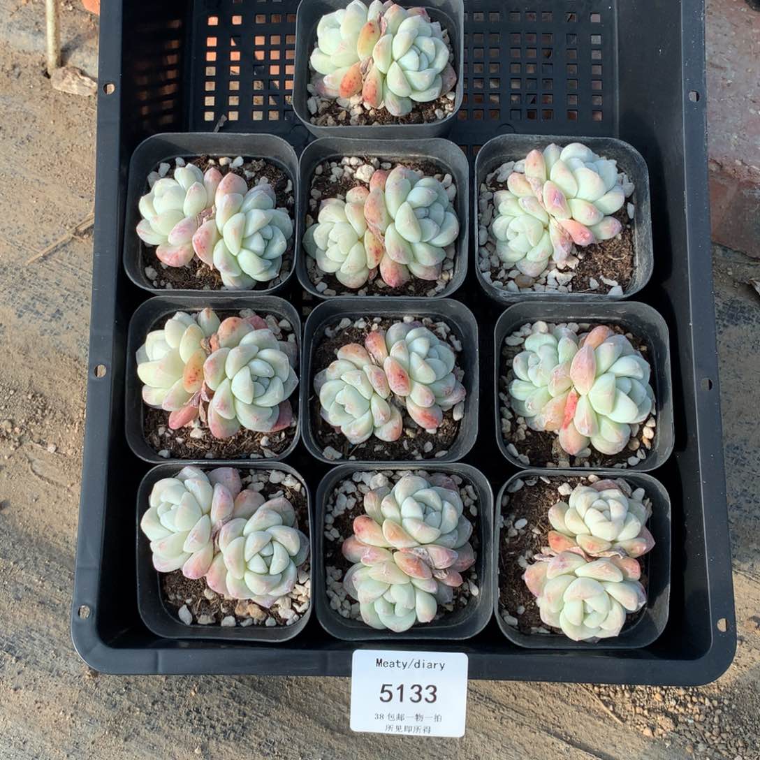 特5133冰玉双头5厘米左右10颗一组脱土发