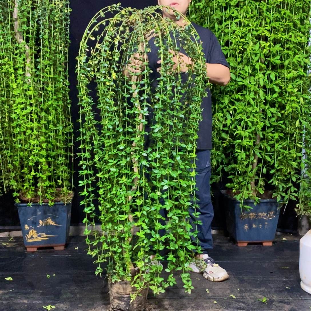 迎春花，一物一拍，