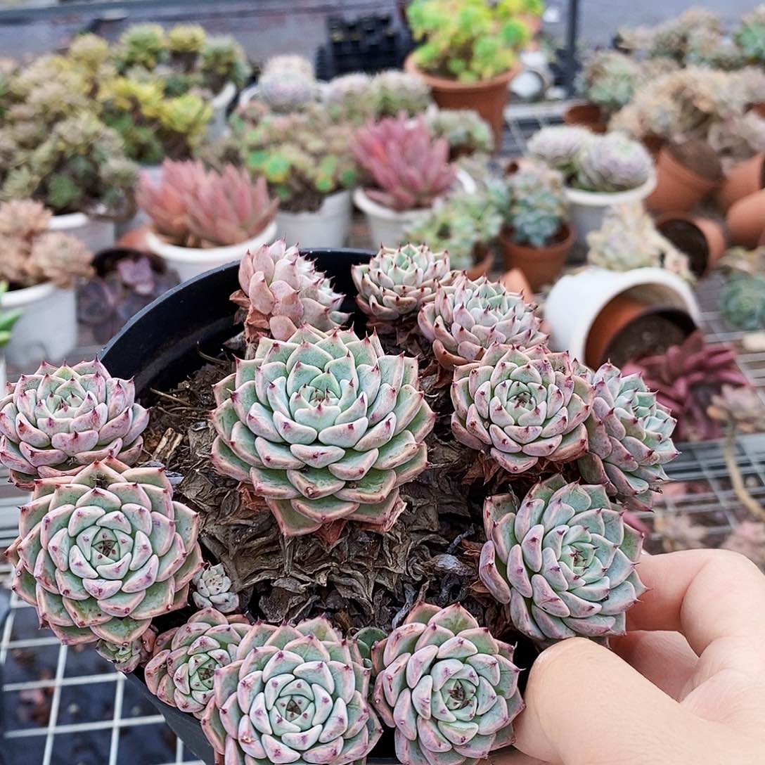 莎萝姬牡丹多头群生