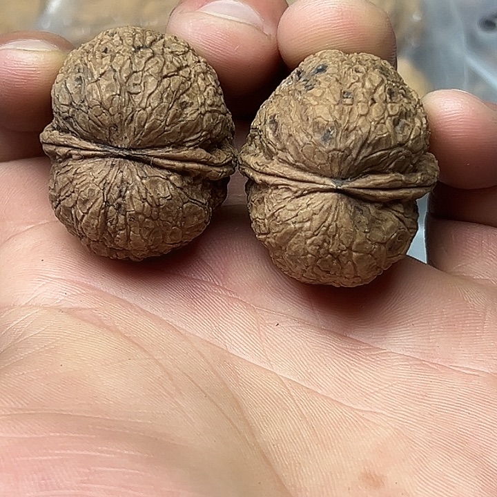 核桃17号寿星头元宝36尺