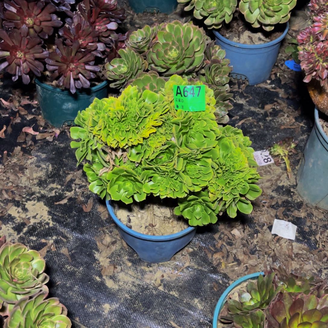 绿杨蓉缀化法师1-10