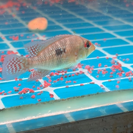 ****ò慈鲷鱼4-5伊波拉和钻石藩王各一只