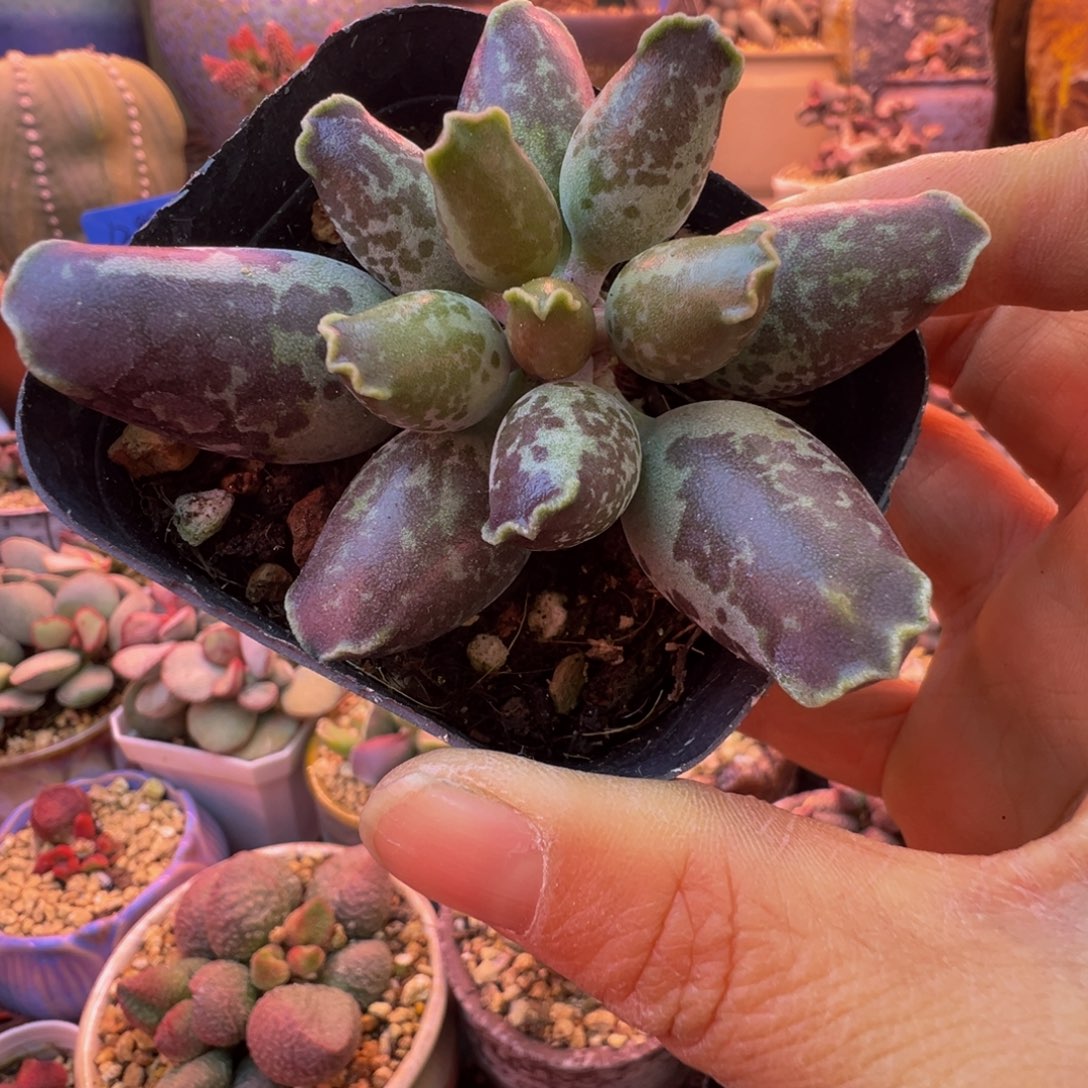 一组自拍，感谢支持