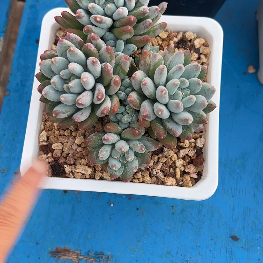豆****星月菩提多肉植物