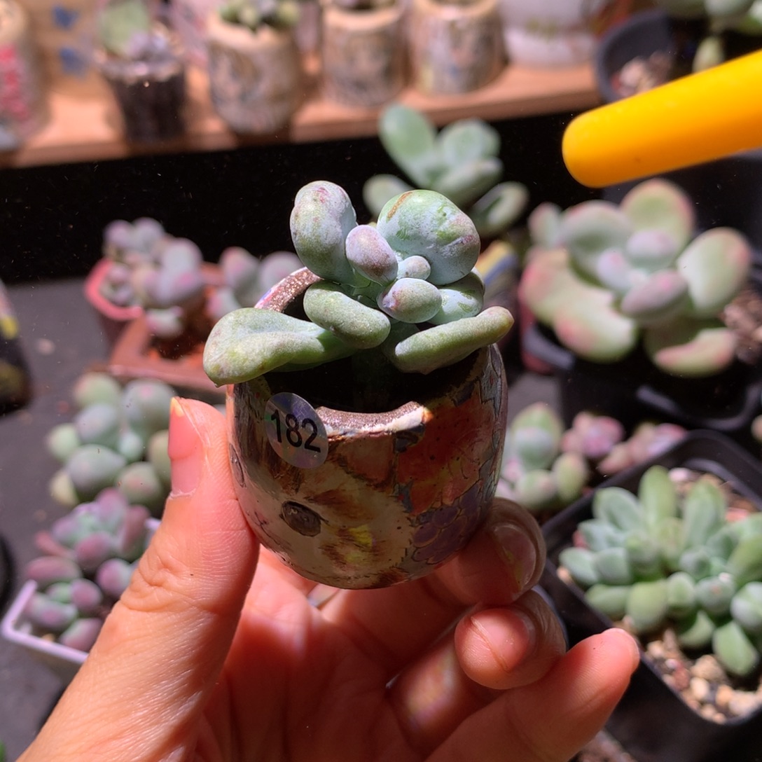 油煎奶酪多肉油煎奶酪