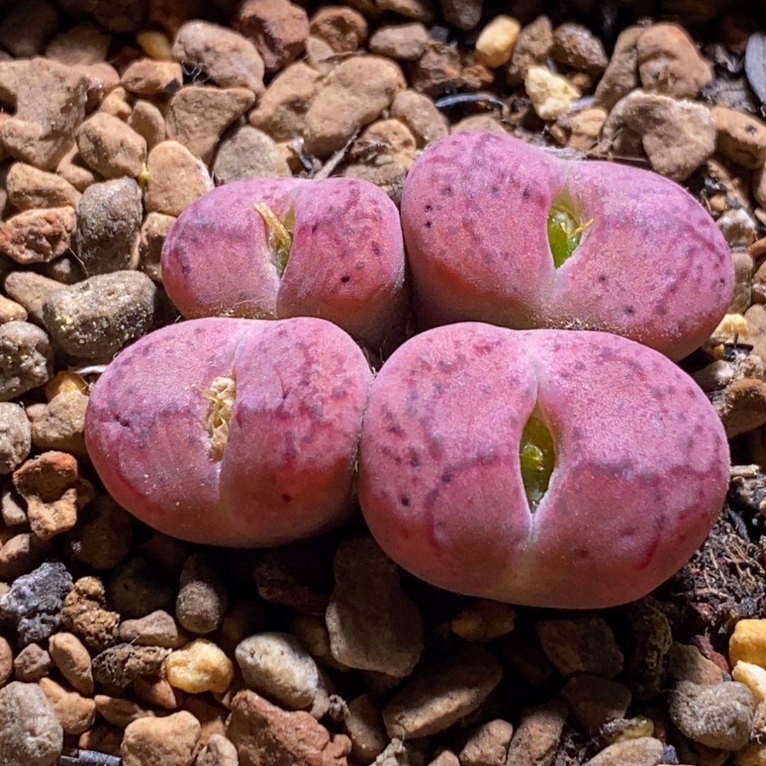 好看好看好看好看杂交