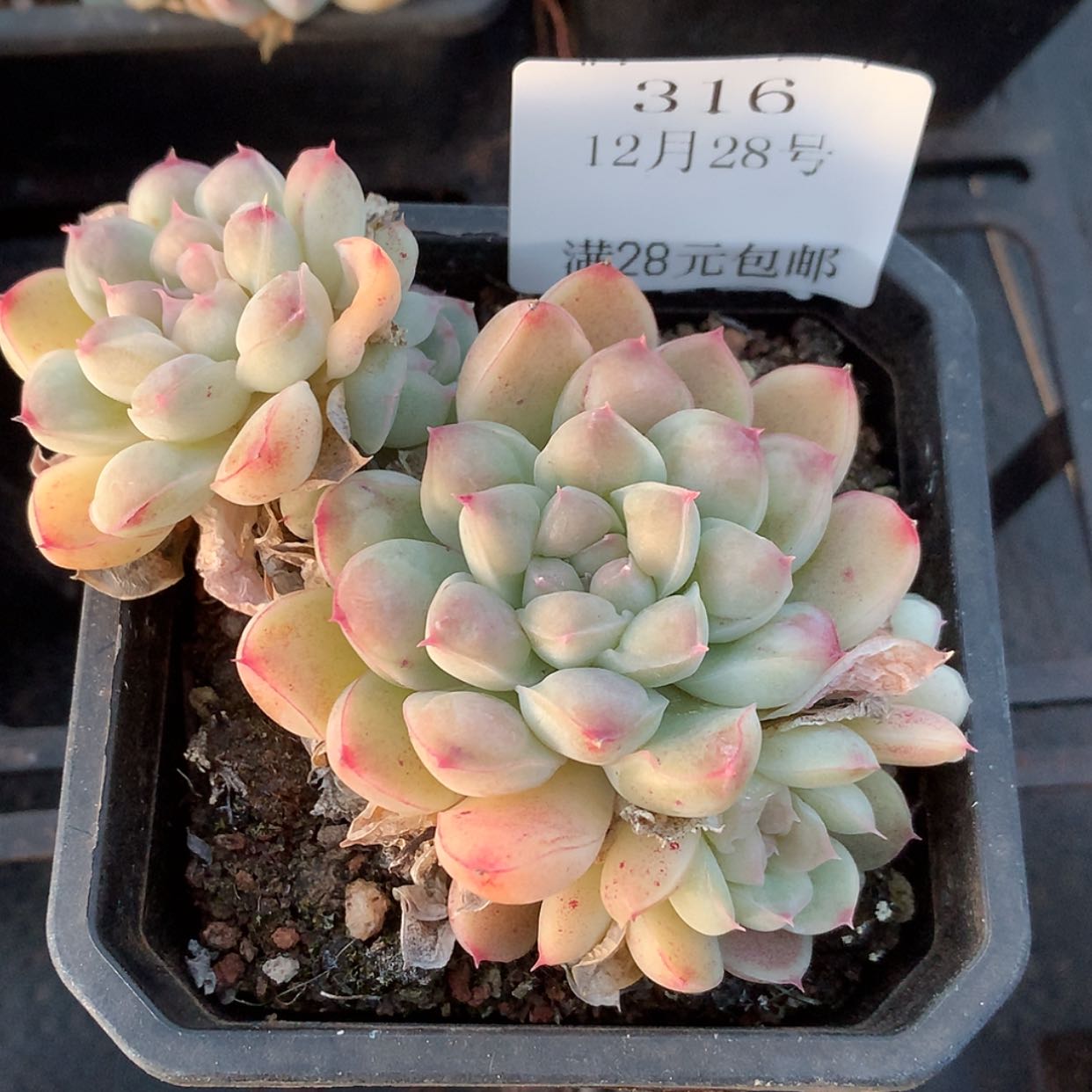 【闪购商品】云316号