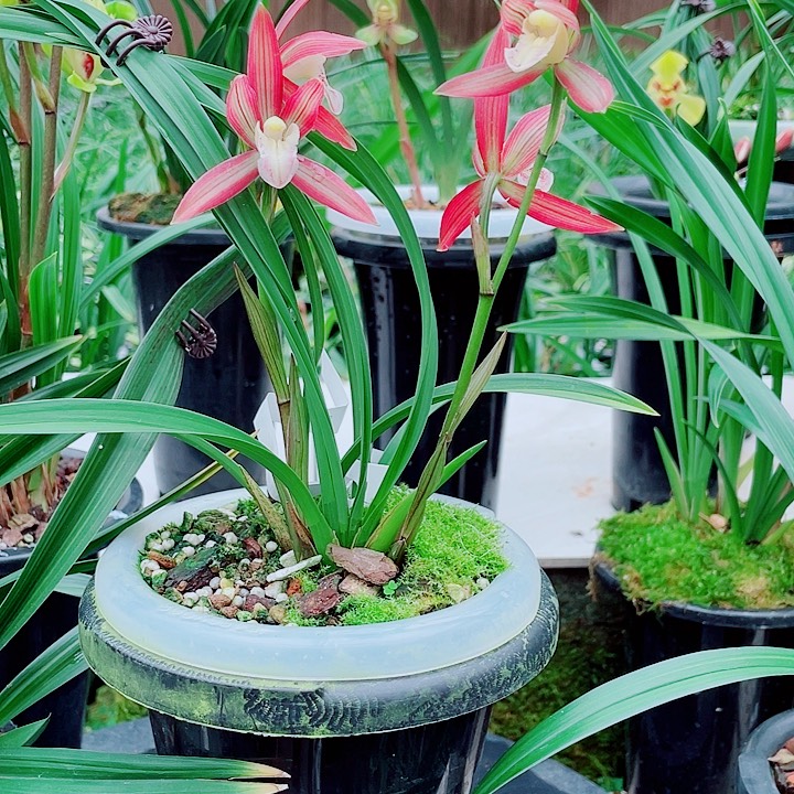 阿***桃完全开放一物一漂亮开花