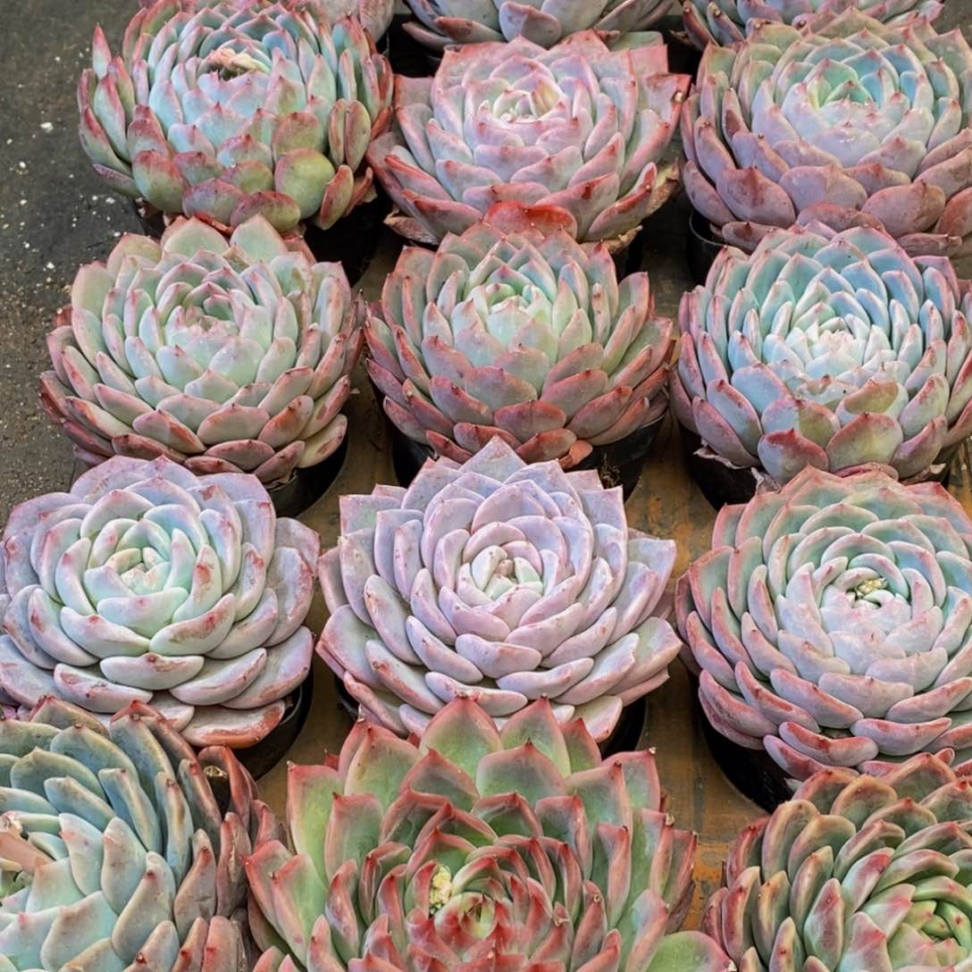 709多人多人的时候就