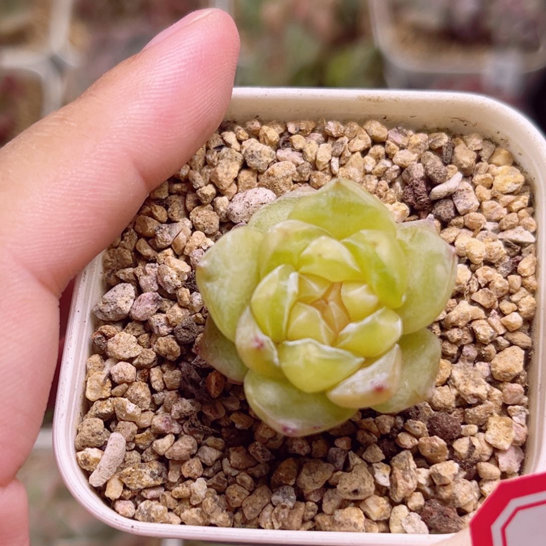 C21 一物一拍 珍妮放漏18包邮