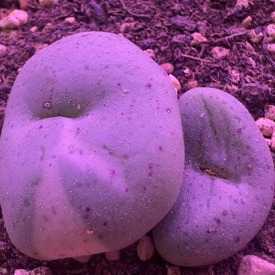 阿尔卑斯薄荷糖 肉锥植物