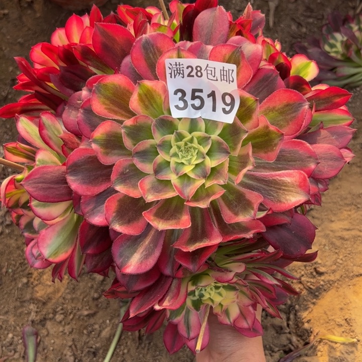 3519天和多肉植物