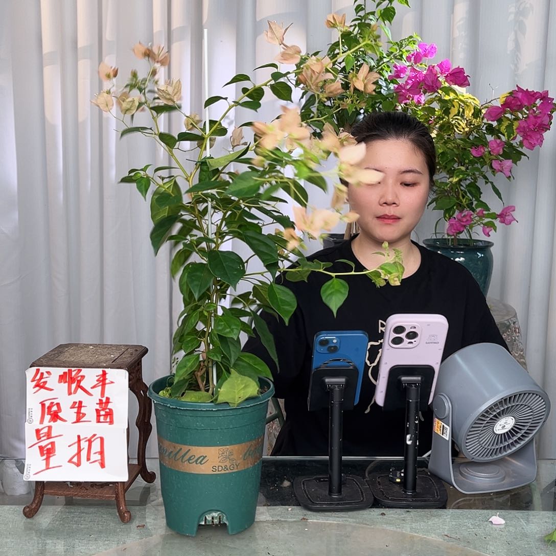 当前无花栽培后可以开花暗班马斯带竹一颗