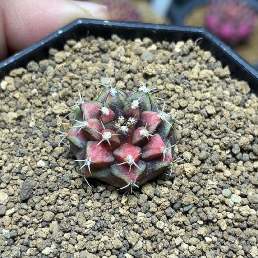 当前无花朵，栽培后可花朵山姆