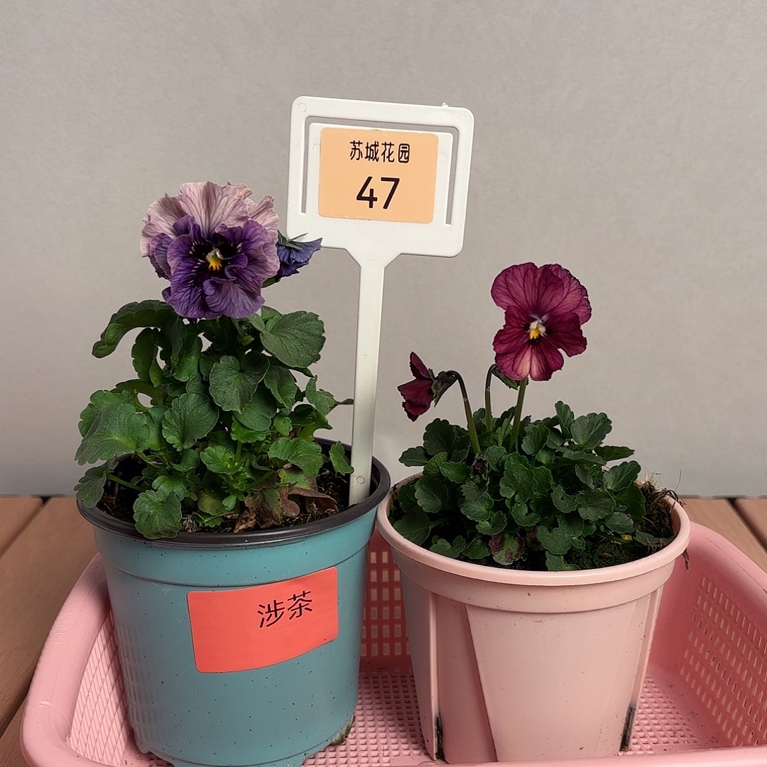 大部分开放少量花苞47